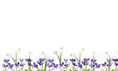 Meadow on a white background green grass