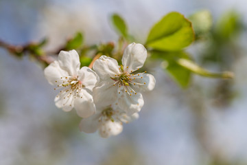 White flowers of the cherry blossoms on a spring day background. Flowering fruit tree , close up. Nature concept