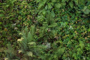 Meadow with fern leaves seen from above