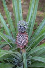 Pineapple growing in a plantation, tropical fruit, Thailand. Close up