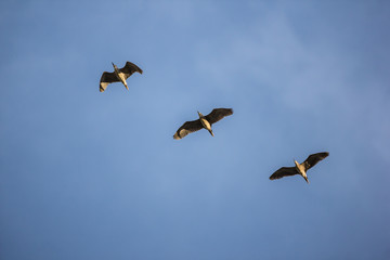 Three bird over blue sky