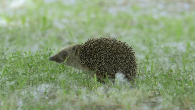 Wild Tiny Hedgehog in Nature