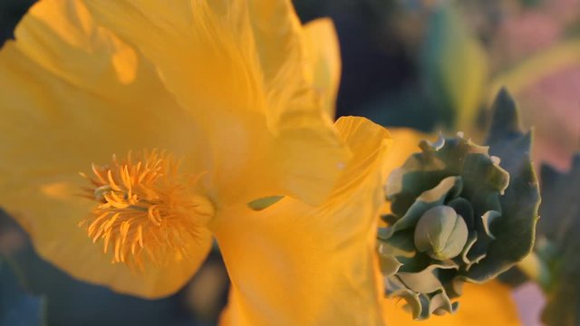 close up movie clip showing yellow poppy sp. stylophorum diphyllum, a herbaceous plant.