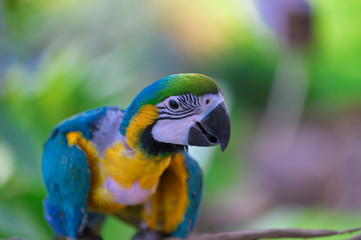 Macaw. Attentive, colorful.