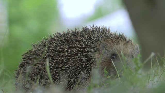 Wild Tiny Hedgehog in Nature