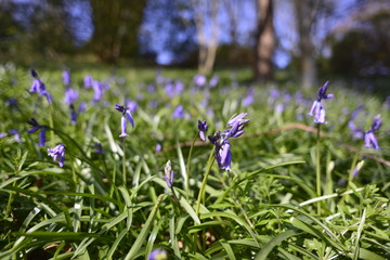 Bluebell S3.IV