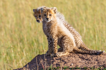 Naklejka na ściany i meble Cute Wild newborn Cheetah cubs on the savannah in Africa, looking at the camera