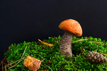 mushroom on a  green moss on a black background