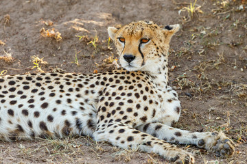 Watchful Cheetah lying on the ground and resting