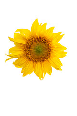 Yellow Sunflower Flower. Closeup Isolated on White Background