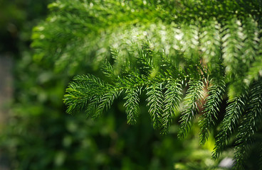 Close-up view of green leaves of evergreen