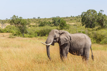 Naklejka na ściany i meble Elephant standing in the grassland in Africa