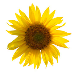 Yellow Sunflower Flower. Closeup Isolated on White Background