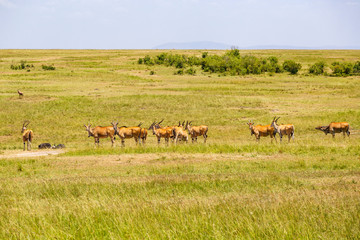 Eland antelope on african savannah