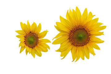 Naklejka premium Yellow Sunflower Flower. Closeup Isolated on White Background