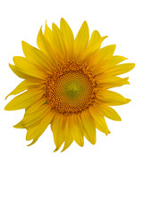 Naklejka premium Yellow Sunflower Flower. Closeup Isolated on White Background