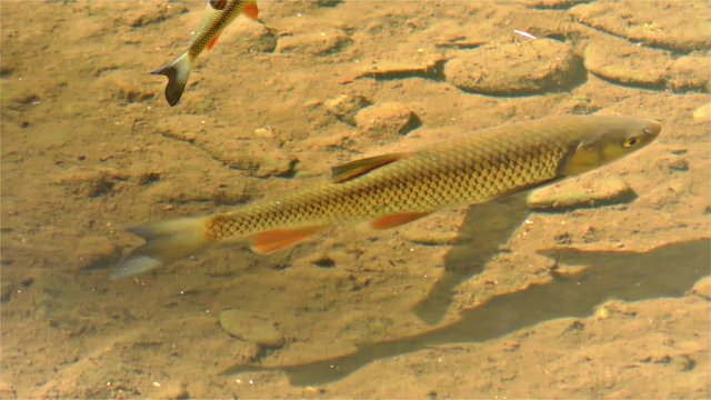 Chub Fish, River Fish, Semotilus, European Chub