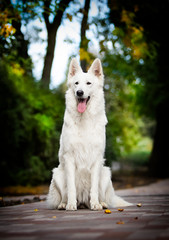 white swiss dog in autumn park