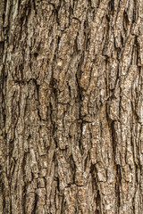 A brown trunk of a tree