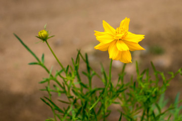 Yellow Sun flower for background