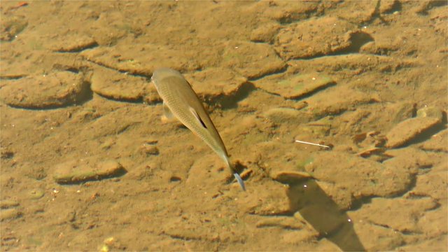 Chub Fish, River Fish, Semotilus, European Chub