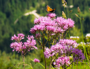 Schmetterling sitzt auf lila / violetten Blumen
