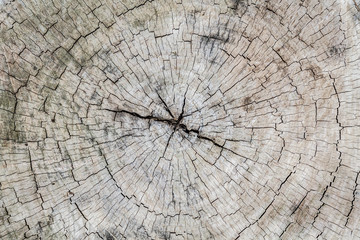 Fototapeta premium The DNA of a tree chopped down