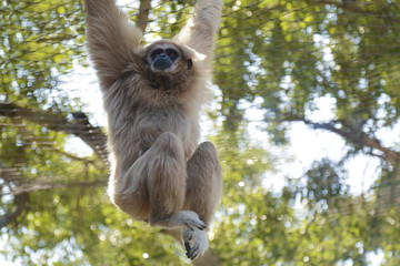 Captive lar gibbon (Hylobates lar), also known as the white-handed gibbon, hanging from a rope