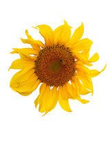 Yellow Sunflower Flower. Closeup Isolated on White Background