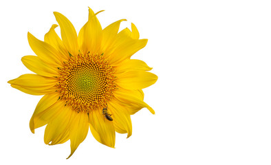 Yellow Sunflower Flower. Closeup Isolated on White Background