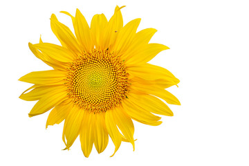 Yellow Sunflower Flower. Closeup Isolated on White Background