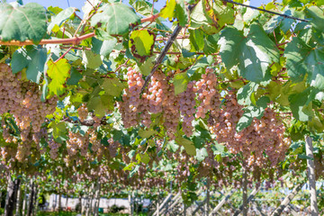 山梨県勝沼ぶどう郷のぶどう棚