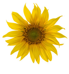 Yellow Sunflower Flower. Closeup Isolated on White Background