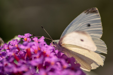 Zarter weißer Schmetterling (Kohlweißling) sammelt auf einem Fliederbusch in der Abendsonne süßen Nektar und bestäubt dabei Blüte um Blüte
