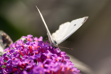 Zarter weißer Schmetterling (Kohlweißling) sammelt auf einem Fliederbusch in der Abendsonne süßen Nektar und bestäubt dabei Blüte um Blüte