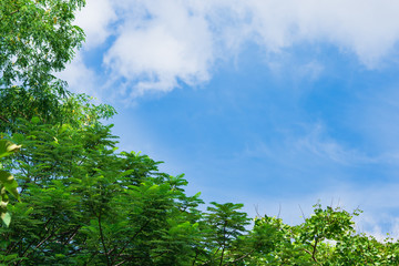 The beautiful scenery of green nature park with blue sky background