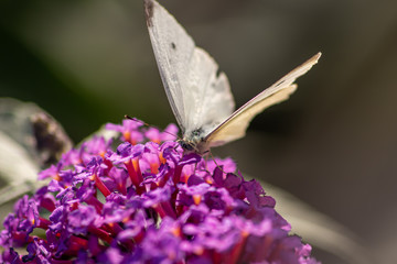 Zarter weißer Schmetterling (Kohlweißling) sammelt auf einem Fliederbusch in der Abendsonne süßen Nektar und bestäubt dabei Blüte um Blüte