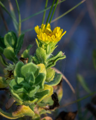 Camphor Daisy Along the Kelly Hamby Nature Trail!