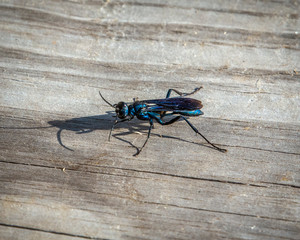 Common Blue Mud-dauber Wasp along the nature trail!