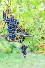 Red Wine Grapes 