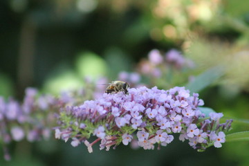 Abeille sur un buddléia