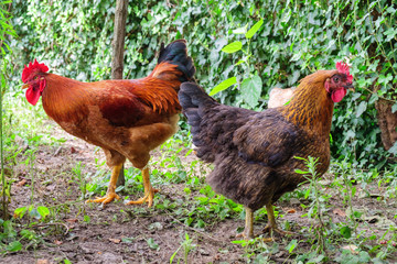 Han and rooster in the farm yard
