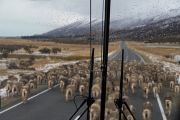 Sheep Roadblock in New Zealand