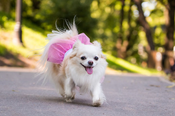 Small longhair Chihuahua dog enjoy walking