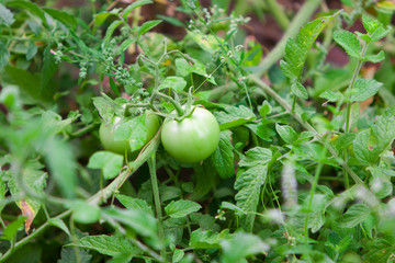 Ripe natural tomatoes growing on a branch in a farm. Growing Tomatoes. Green cherry tomatoes on branch.