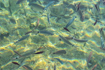 Fishes in the clear water, sun reflection, Aegean sea, Bodrum, Turkey