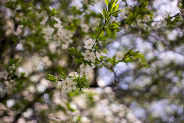 Flowers, cherry blossoms on the branches on a spring day. Beautiful spring background. Spring flowering in the garden wallpaper. Beautiful blossoming flowers of apple trees in the park.