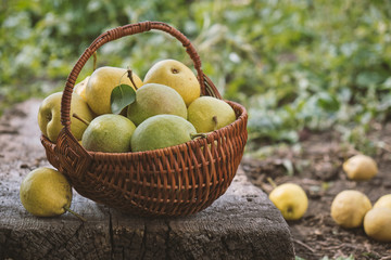 Delicious homegrown freshly picked pears