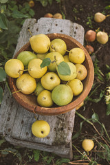 Organic pears in bowl on a wooden table, outdoors. Organic fruit. Selective focus.