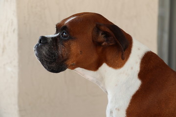 Fototapeta premium Boxer Dog 
